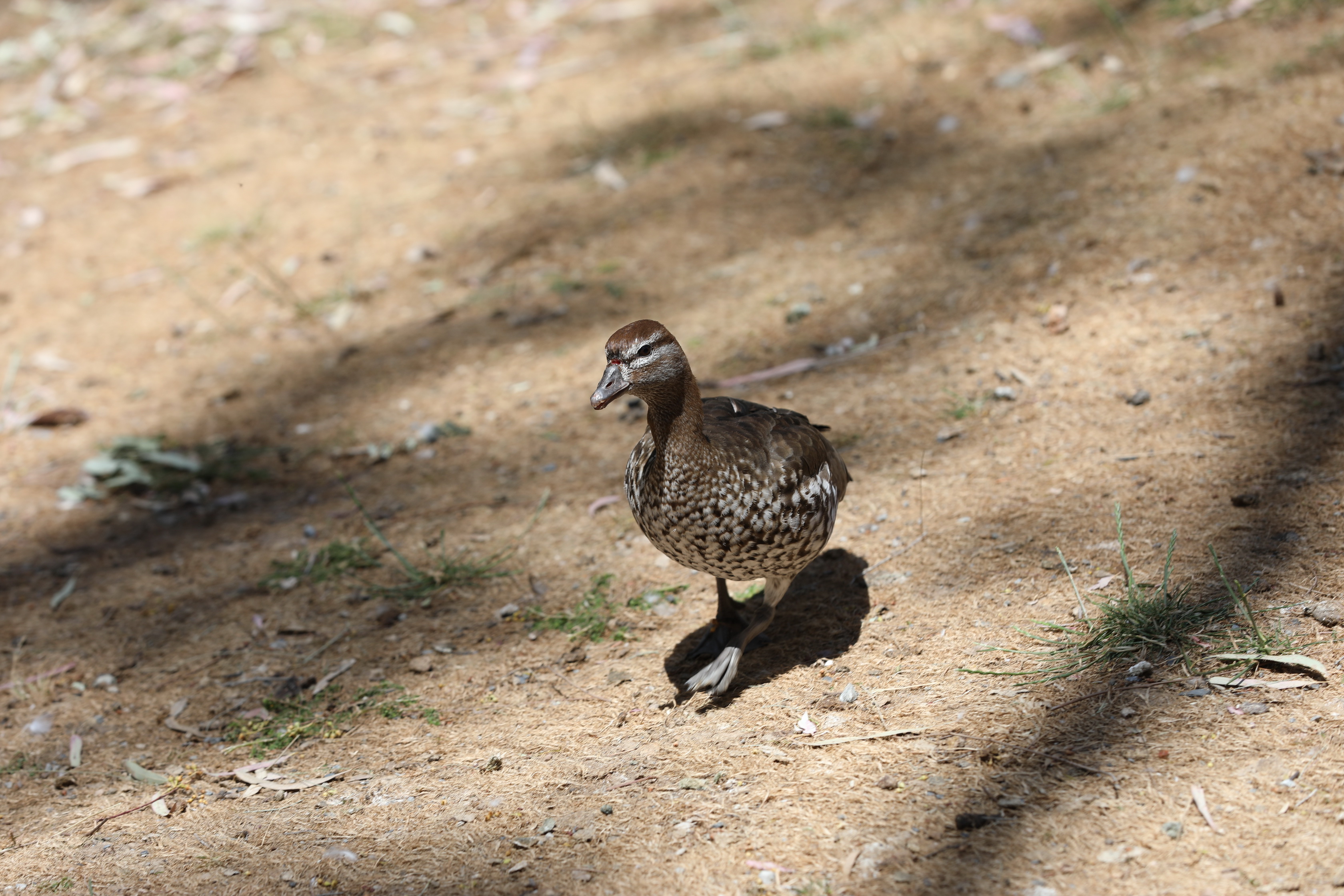 2019 11 22 14 19 36 Canon EOS 5D Mark IV 0014